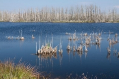 Moorlandschaft_Bugewitz
