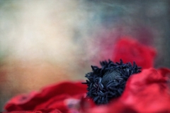 anemone