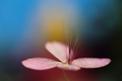 balance-1