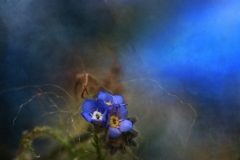 garden-600x400